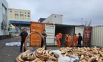 Bắt giữ lô ngà voi nhập lậu lớn nhất từ trước đến nay tại Hải Phòng