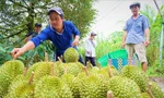 Vì sao sầu riêng Việt giá cao 200.000 đồng/kg, Malaysia bán tới 1.000 USD/trái?