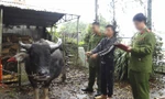 Đề nghị Bộ Quốc phòng, Bộ Công an vào cuộc chặn nhập lậu trâu bò qua biên giới 