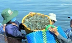 Giá tôm ở mức cao nhưng tắc thu mua vì các tỉnh tự... gây khó