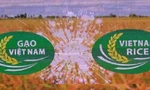  Phê bình Cục Chế biến và phát triển nông sản vì chậm tham mưu chứng nhận nhãn hiệu Gạo quốc gia
