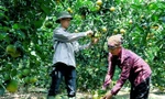 Xuất hiện cam 'trái vụ' bán chạy hơn cam Vinh, Cao Phong dịp Tết Nguyên đán