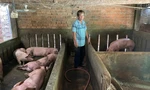 Hàng trăm con lợn bị chết do tiêm vắc xin dịch tả châu Phi sai quy trình