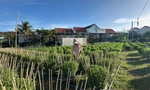 'Thủ phủ' hoa cúc ở Khánh Hòa tất bật vụ Tết