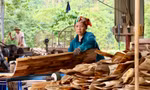 Làng nghề làm ván bóc Đồng Cướm (Tuyên Quang)