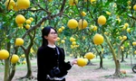 Vườn bưởi Diễn hàng nghìn quả vàng ươm, thơm nức tại Hà Nội hút khách check-in