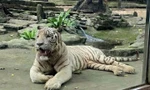 Hổ trắng 'Ngộ Không' ở Thảo Cầm Viên Sài Gòn đã chết