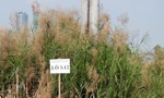Diễn biến mới vụ Tân Hoàng Minh bỏ cọc gần 600 tỷ đồng đấu giá đất Thủ Thiêm