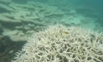 San hô biển Côn Đảo bị tẩy trắng, chết diện rộng