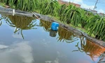 Hai em nhỏ chết đuối ở ao nước tưới thanh long