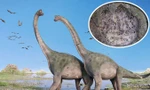 Các nhà khoa học đã tìm thấy 50 dấu chân rất lớn của loài sauropod và theropods.