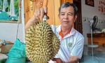Nông dân 'hái ra tiền' nhờ giá sầu riêng phi mã