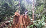 Những gốc cây lớn tại rừng phòng hộ Sông Tranh bị xẻ thịt