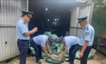 Phát hiện kho hàng chứa 8 tấn chân gà không rõ nguồn gốc tại Móng Cái