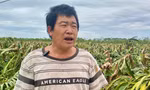 Xót xa nhìn hàng nghìn ha lúa, chuối đổ gục vì bão số 3