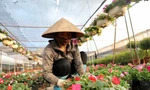 Làng cây cảnh lớn nhất miền Bắc hối hả vào vụ tết