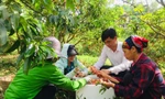 Về nơi vải thiều 12.000 đồng/quả