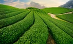 Đồi chè Thái Nguyên là vùng trồng chè trọng điểm thứ hai của cả nước sau Lâm Đồng. 