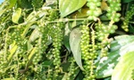 Năm nay xuất khẩu tiêu sẽ đạt mức kỷ lục.