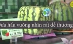 Lý do thực sự khiến người Nhật trồng dưa hấu vuông