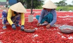 Ớt trồng ở miền Tây chủ yếu xuất sang Trung Quốc, nhưng hiện thị trường này ngừng "ăn hàng" khiến sản phẩm của nông dân bí đầu ra. Ảnh: A.X