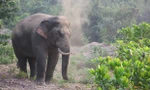 Voi ngà lệch thường xuyên khu dân cư phá hoa màu