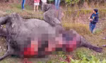 Đã có 40 chú voi chết không tự nhiên ở Assam trong 100 ngày qua.