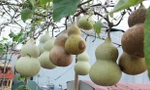 Vườn hồ lô ăn cả năm không hết trên tầng thượng giữa Hà Nội