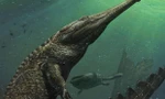Machimosaurus rex là loài cá sấu sống dưới biển lớn nhất từ trước tới nay. Ảnh: Davide Bonadonna.