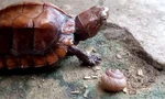 Phát hiện động vật rừng quý hiếm lạc vào phố