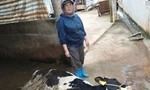 Nhận định nguyên nhân ban đầu vụ bò sữa chết hàng loạt ở Lâm Đồng