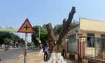 Người dân Kon Tum tiếc nuối khi nhiều cây xanh lâu năm bị đốn hạ