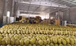 'Vua trái cây' rớt giá thảm: Đằng sau việc nhà nhà, người người trồng sầu riêng