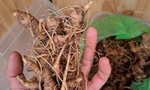 Phát hiện hơn 2 kg nghi sâm giả tại lễ hội Sâm Ngọc Linh lần thứ 5