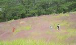 Đồi hoa cỏ lau hồng ở Đà Lạt nở rộ, đẹp như cổ tích