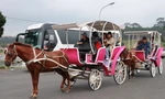 Chủ xe 'té ngửa', người dân tiếc nuối khi hoạt động xe ngựa chở khách ở Đà Lạt bị cấm 