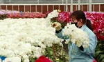 Các làng hoa cao cấp ở Lâm Đồng tất bật vụ Tết