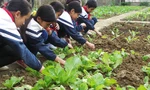 Học sinh Trường tiểu học Bản Xen chăm sóc vườn rau.
