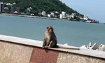 Ngày thứ 3 giãn cách ở Vũng Tàu, khỉ tràn xuống đường tìm thức ăn