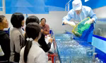 Cua Cà Mau đấu với... cua hoàng đế Mỹ