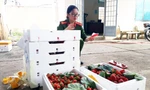 Kiểm đếm dâu tây nghi từ Trung Quốc nhập lậu vào Đà Lạt