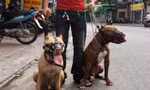 Vụ chó Pitbull cắn chết người ở Long An: Xử lý trách nhiệm chủ nuôi thế nào?