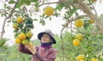 'Đệ nhất' cam Hà Tĩnh vào vụ, chín vàng cả khu đồi