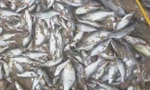 Nguyên nhân ban đầu khiến cá chết trắng xoá bất thường trên sông Con
