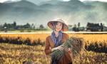 Hoa khôi Tài chính xinh đẹp khi hóa thân thành nông dân trên cánh đồng Mường Thanh