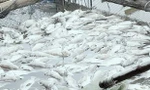 Cá mú, hàu nuôi lồng bè chết bất thường ở Hà Tĩnh