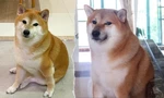Netizen thương nhớ người bạn bốn chân được "chế" meme nhiều nhất mạng xã hội