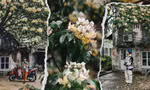 Hà Nội vào mùa hoa bún đẹp mê ly, đi đâu để có ảnh xinh?