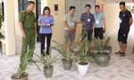 Các chậu lan quý bị trộm được công an thu hồi - Ảnh: Hoàng Long