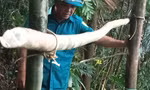 Ngủ qua đêm trong rừng, người đàn ông tử vong trên võng